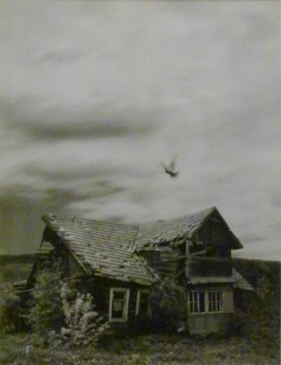 Der weiße messianische Rabe