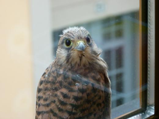 Besucher am Fenster