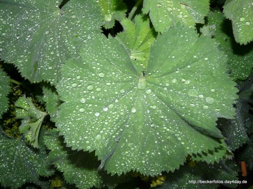 Nach dem Regen