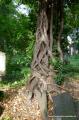 Eliasfriedhof Dresden 87